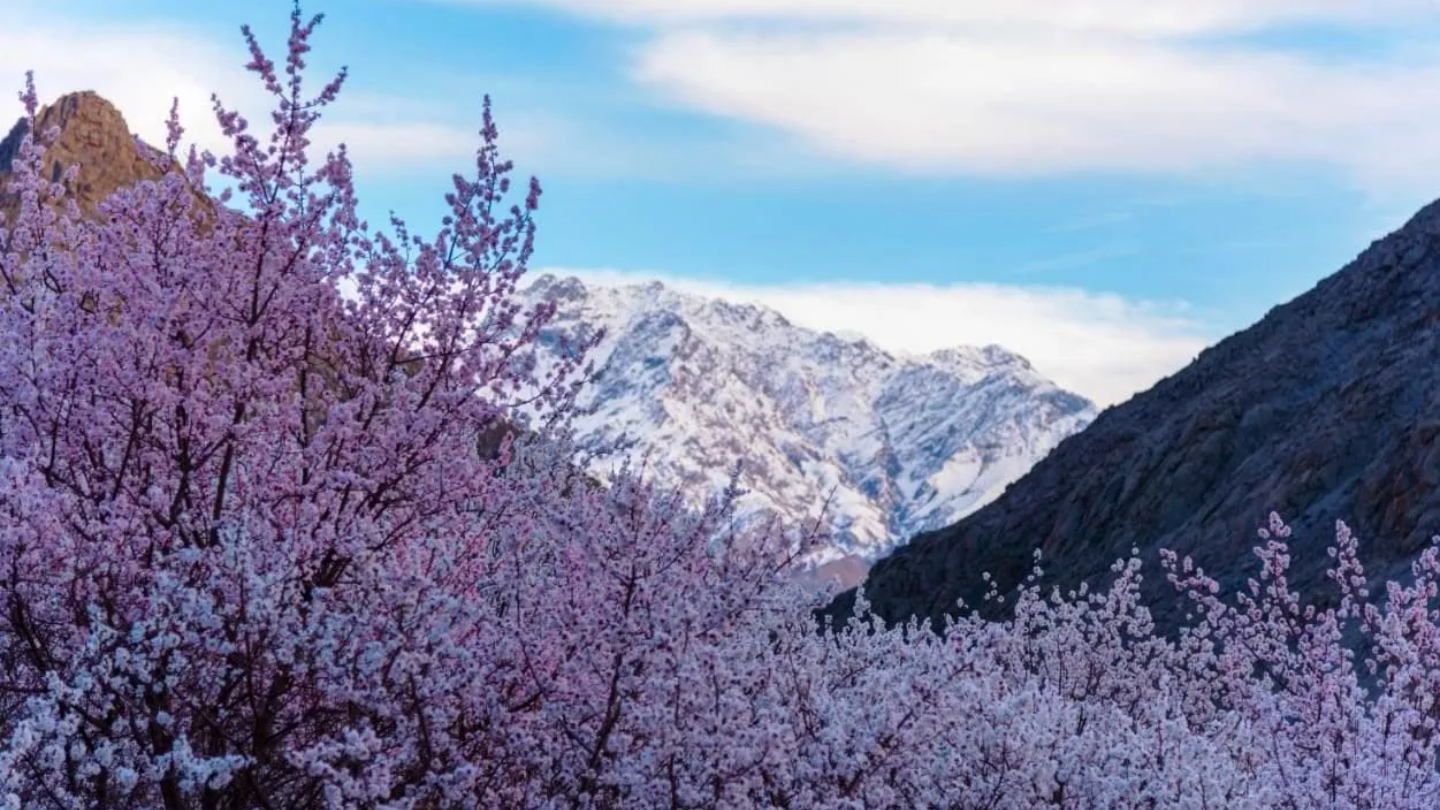 Apricot Blossom Festival Sham Valley